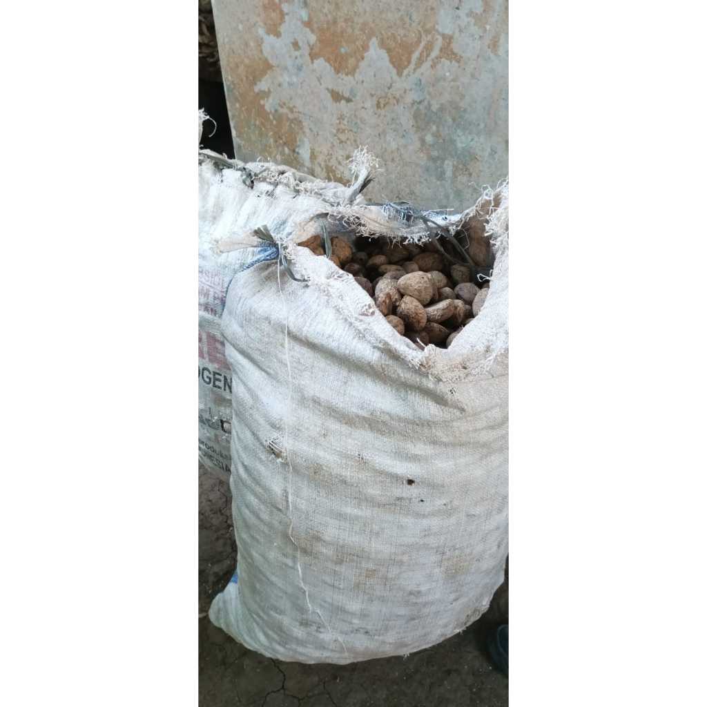 

PICUNG MENTAH FRESH 1 KG