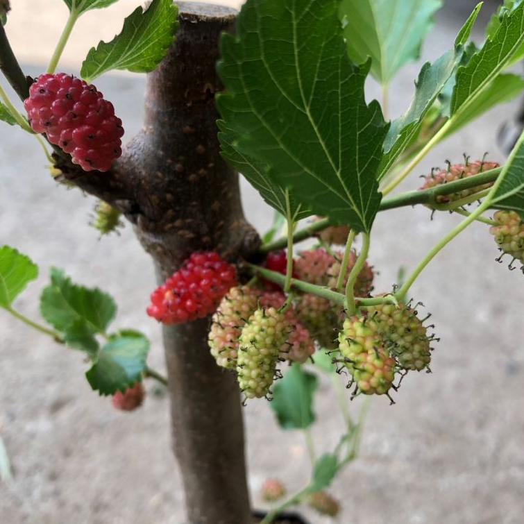 Bibit Tanaman Murbei Berbuah - Buah Segar Langsung dari Pekarangan Anda