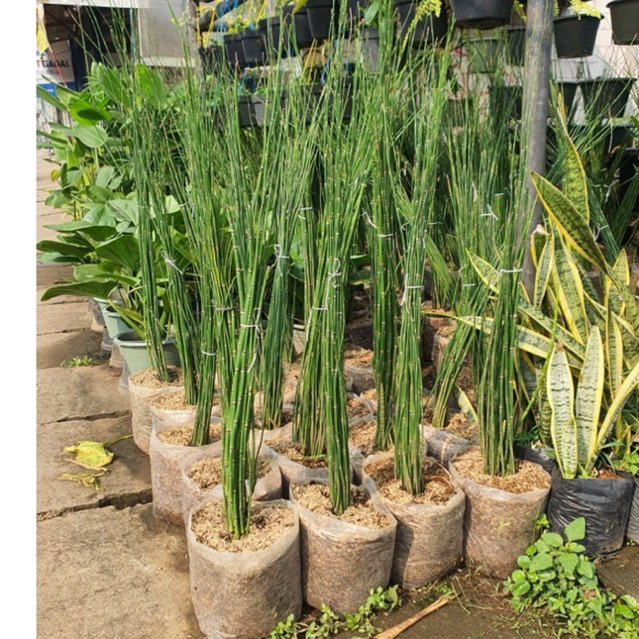 tanaman bambu air untuk pot minimalis