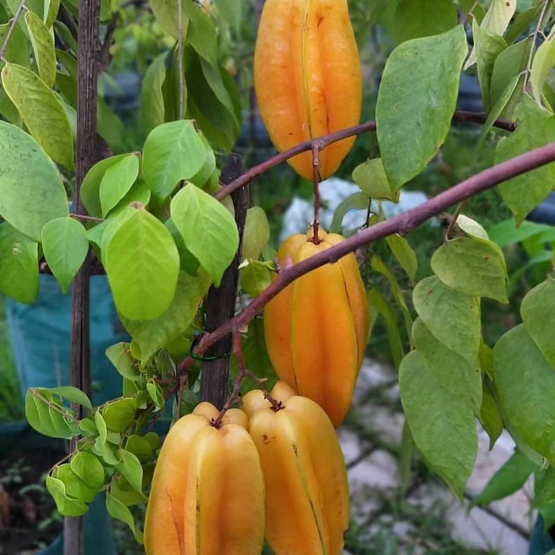 Bibit Belimbing Madu Sudah berbuah Bibit Belimbing Jumbo Dewi