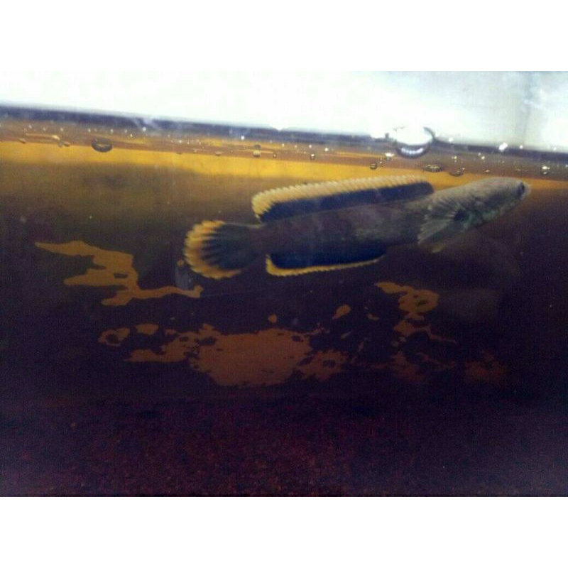 limbata cb Lawu rim tebal bahan gondrong5-7cm (bayar cod+bonus pelet)