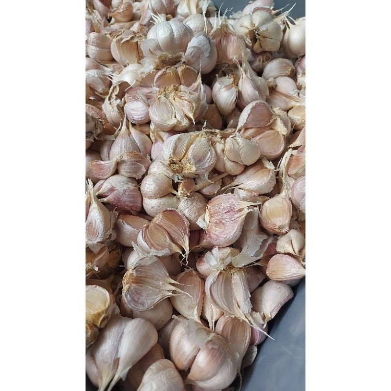 

bawang putih kating 1 kg