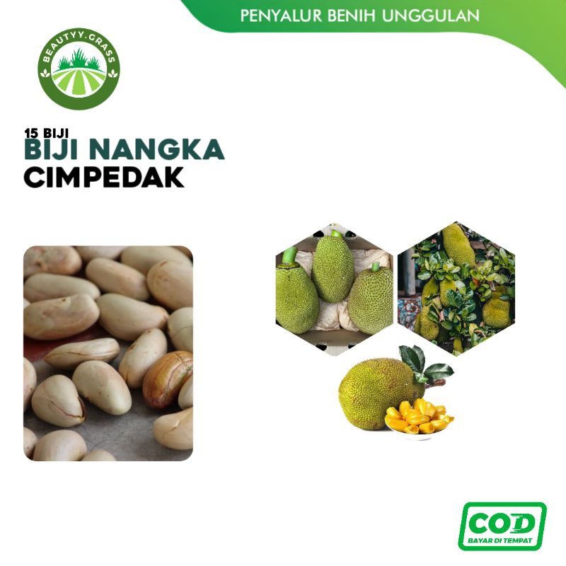 15 Butir Biji Nangka Cempedak - Jackfruit