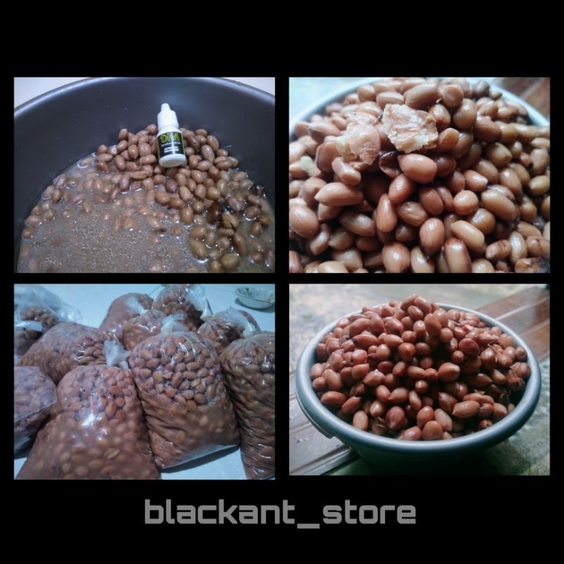 Umpan Ikan Bawal Kacang presto || Bawal Masteran Galatama Harian  kolaman ||  COD