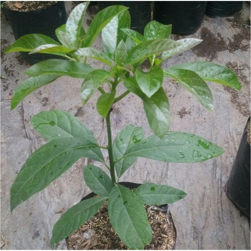 Bibit Buah Alpukat Kelud sudah hasil okulasi