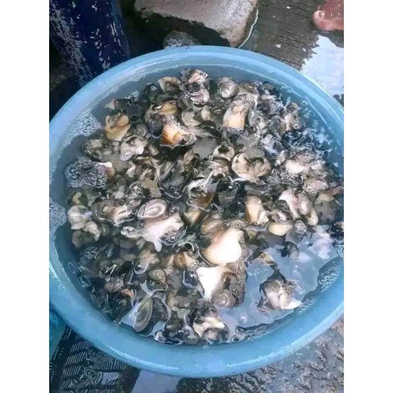 

Daging keong sawah (Snail)