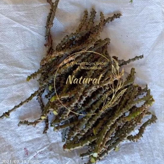 

Brotowali Segar Jamu Pahit, Jamu Sapih ASI, Jamu Diabetes, Jamu Gatal-gatal 1000gr