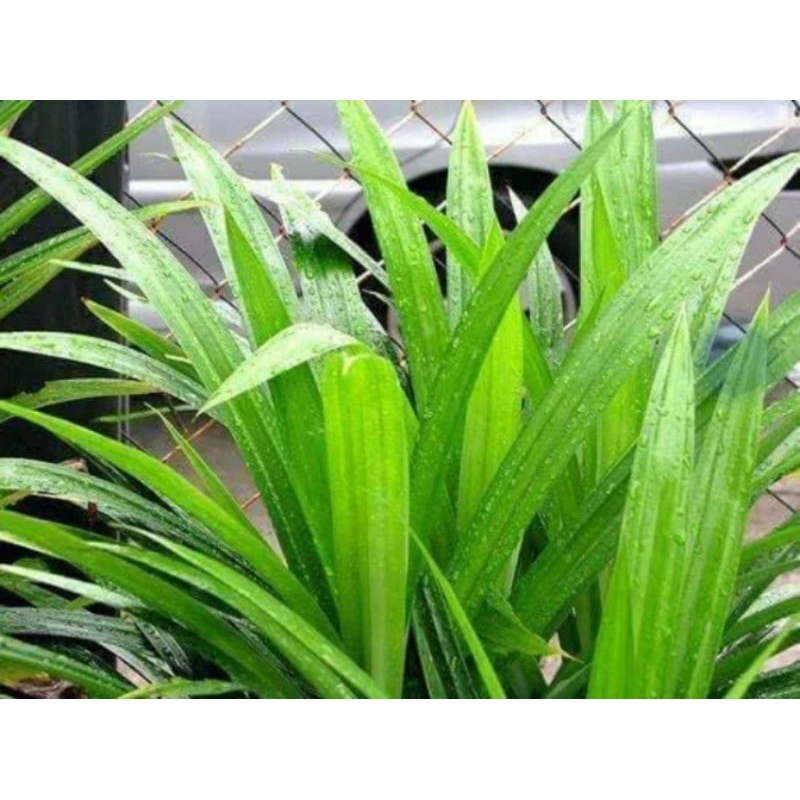 

daun pandan segar 300 grm