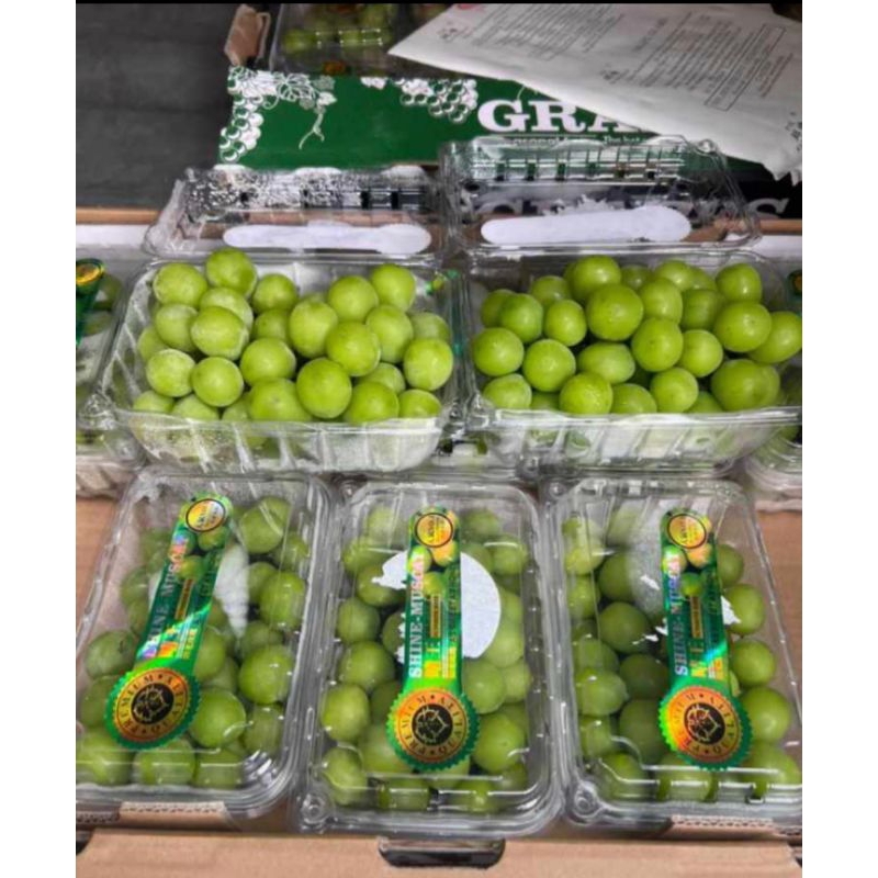 

Anggur Hijau Muscat 1 dus