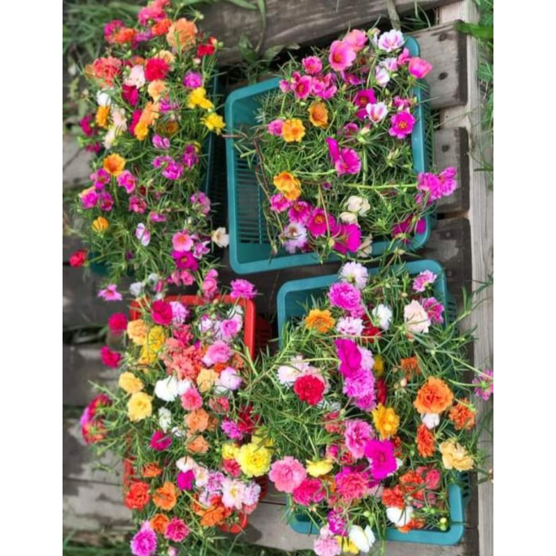 bibit bunga krokot murah/bunga mossrose warna warni 12warna mix semua jenis