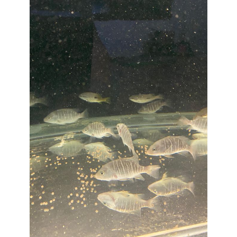 Mangrove Jack(MJ) air tawar Size 7-9cm (TAMBAH GARAM SEDIKIT)