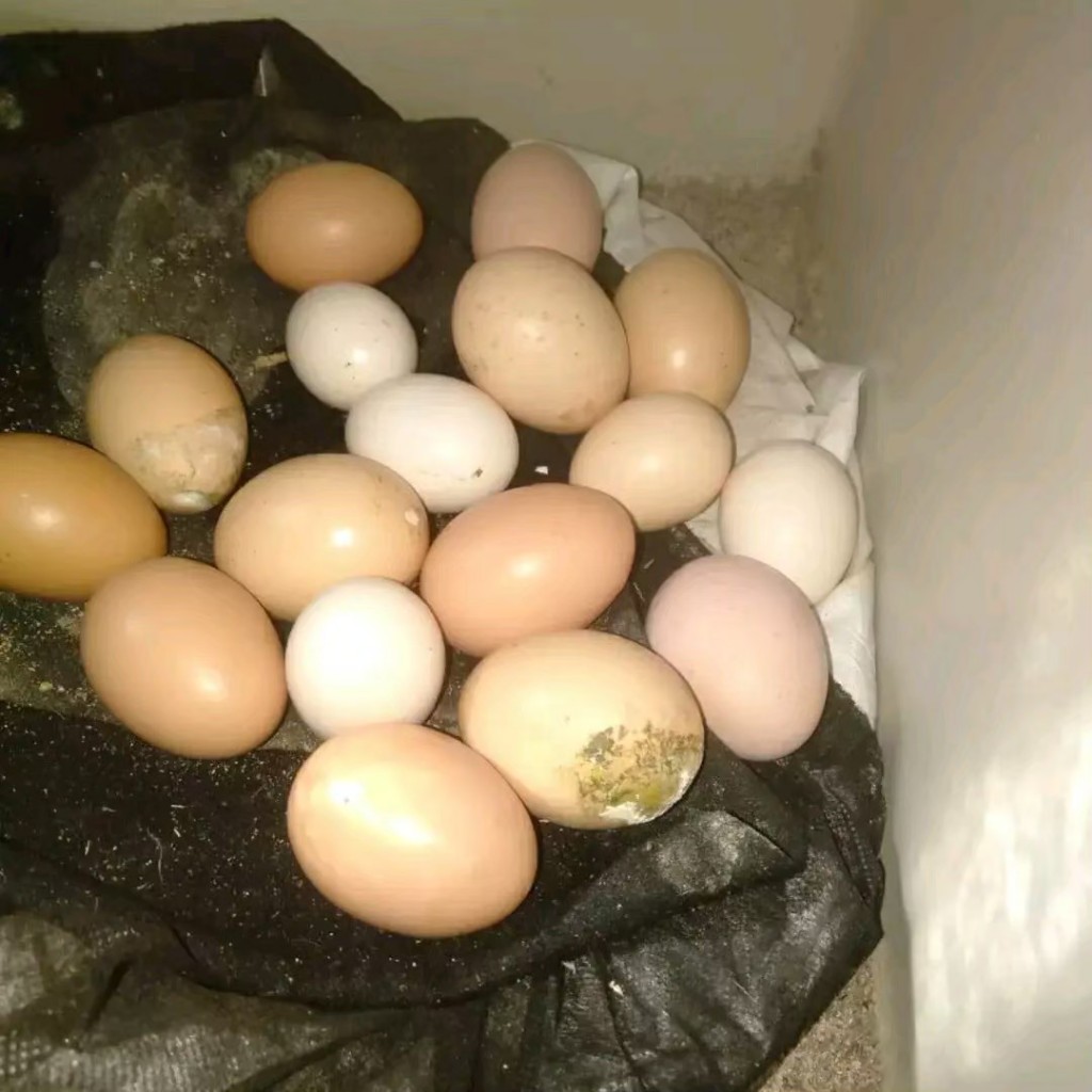 TELUR AYAM HIAS BRAHMA untuk di tetaskan