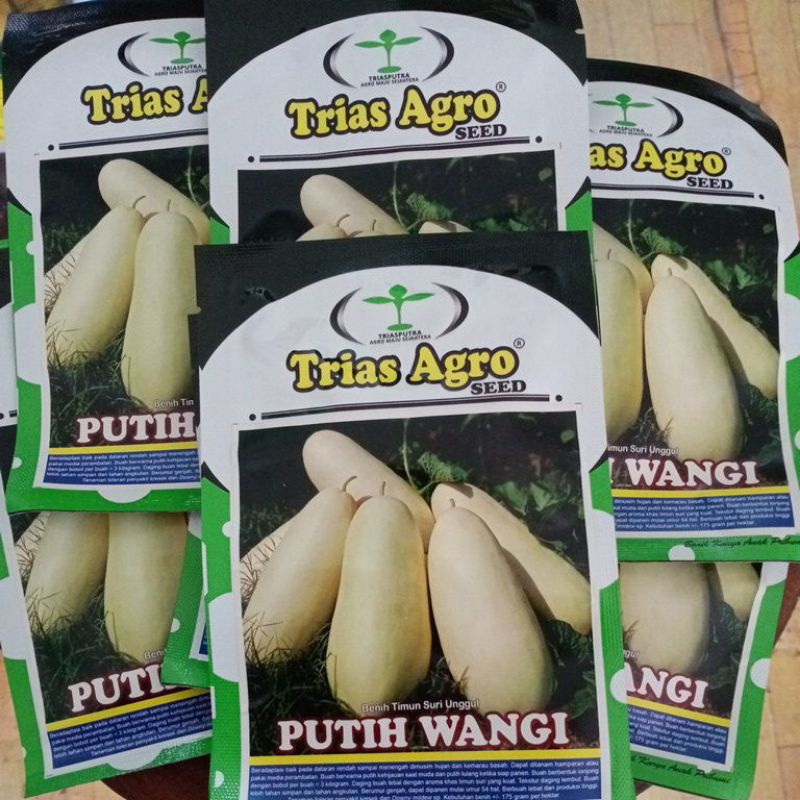 benih timun suri putih wangi