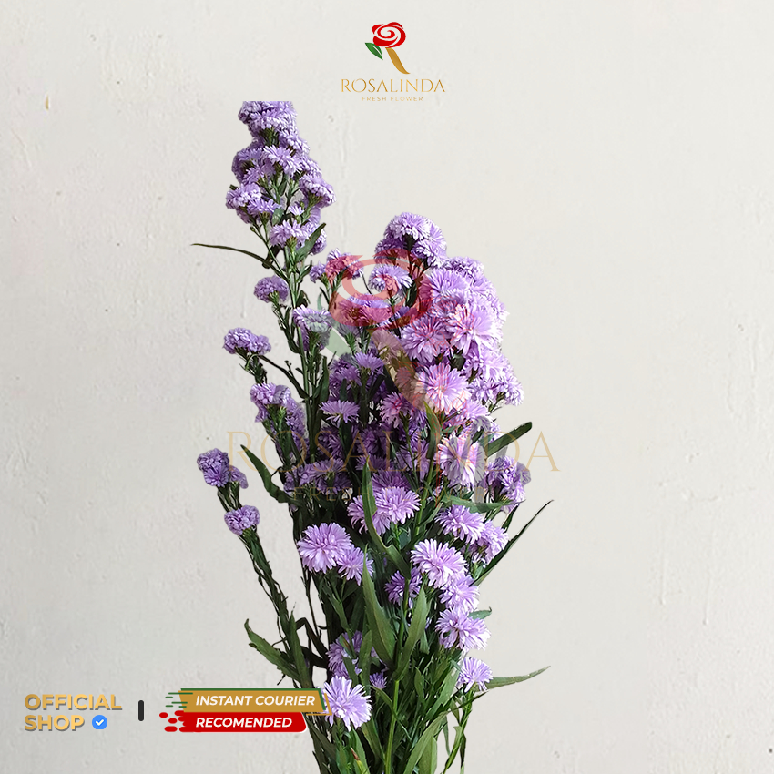 Bunga Pikok Ungu Muda / Bunga Potong Segar