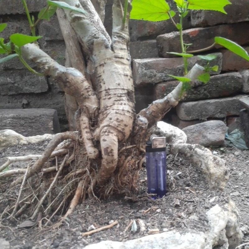 bahan bonsai waru taiwan