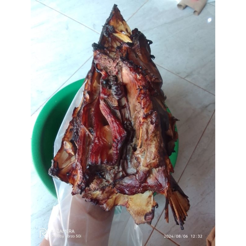 

asapan kepala manyung