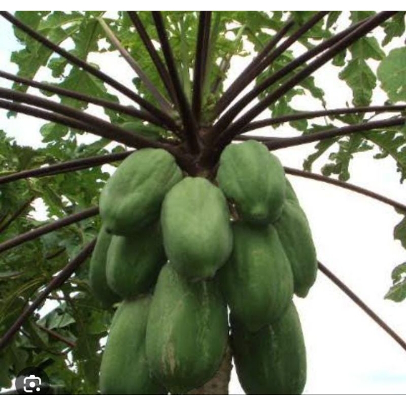

Pepaya Muda Wulung Murah Langka 1 Buah Termurah Obat Herbal Tradisional