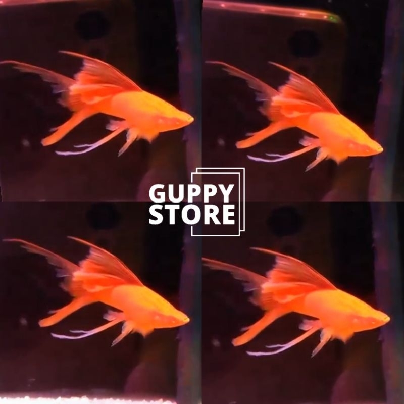 

EXTRA PEXKING KARDUS BLOODRED LYRETAIL SLAYER