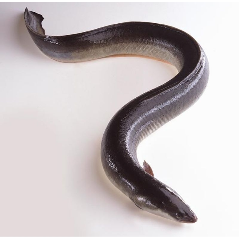 NEW Sidat Hi Dup Unik Hiasan Ukuran 70-80 Gram Perlengkapan Aquarium Bergaransi RBU