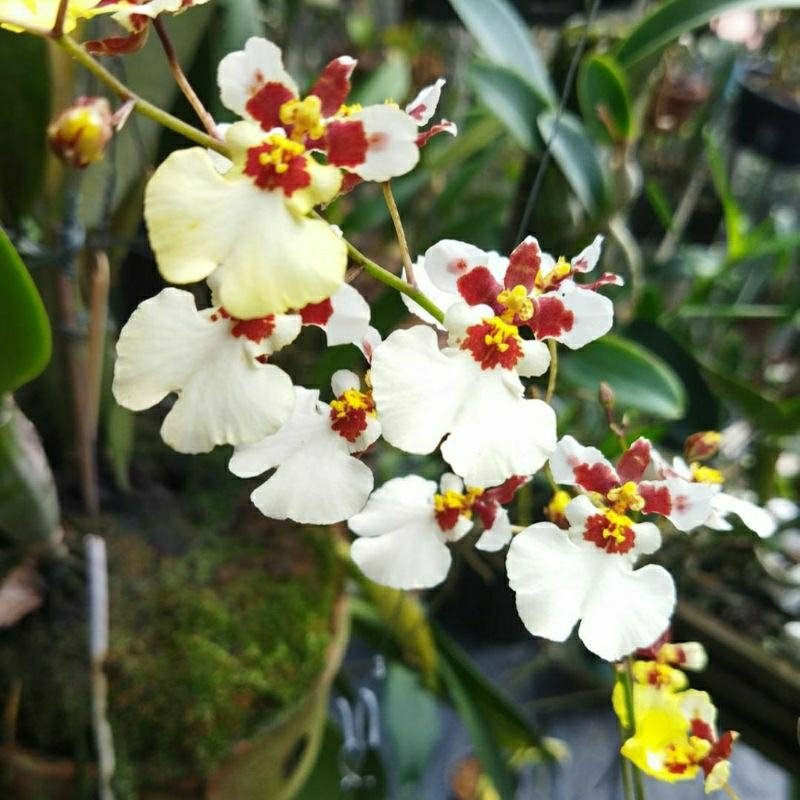 Oncidium White Cloud