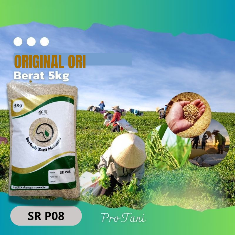 Benih Bibit Padi SR P08 UG TERBARU 70 HST