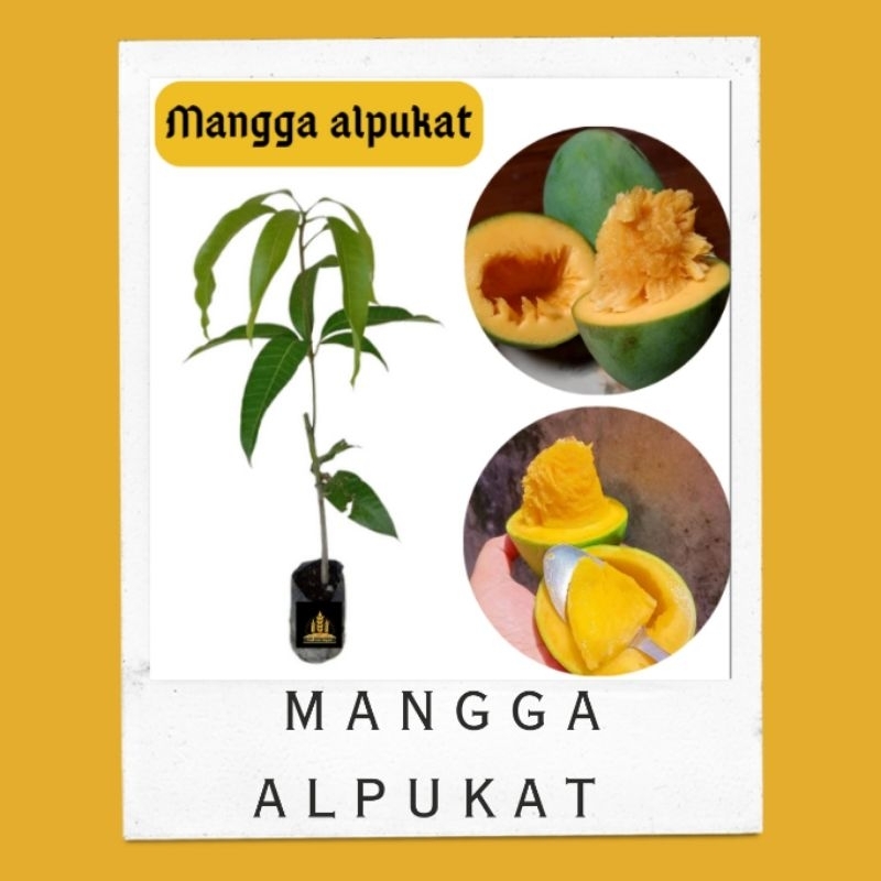 Bibit mangga alpukat  • Bibit mangga alpukat manis Bella bibit
