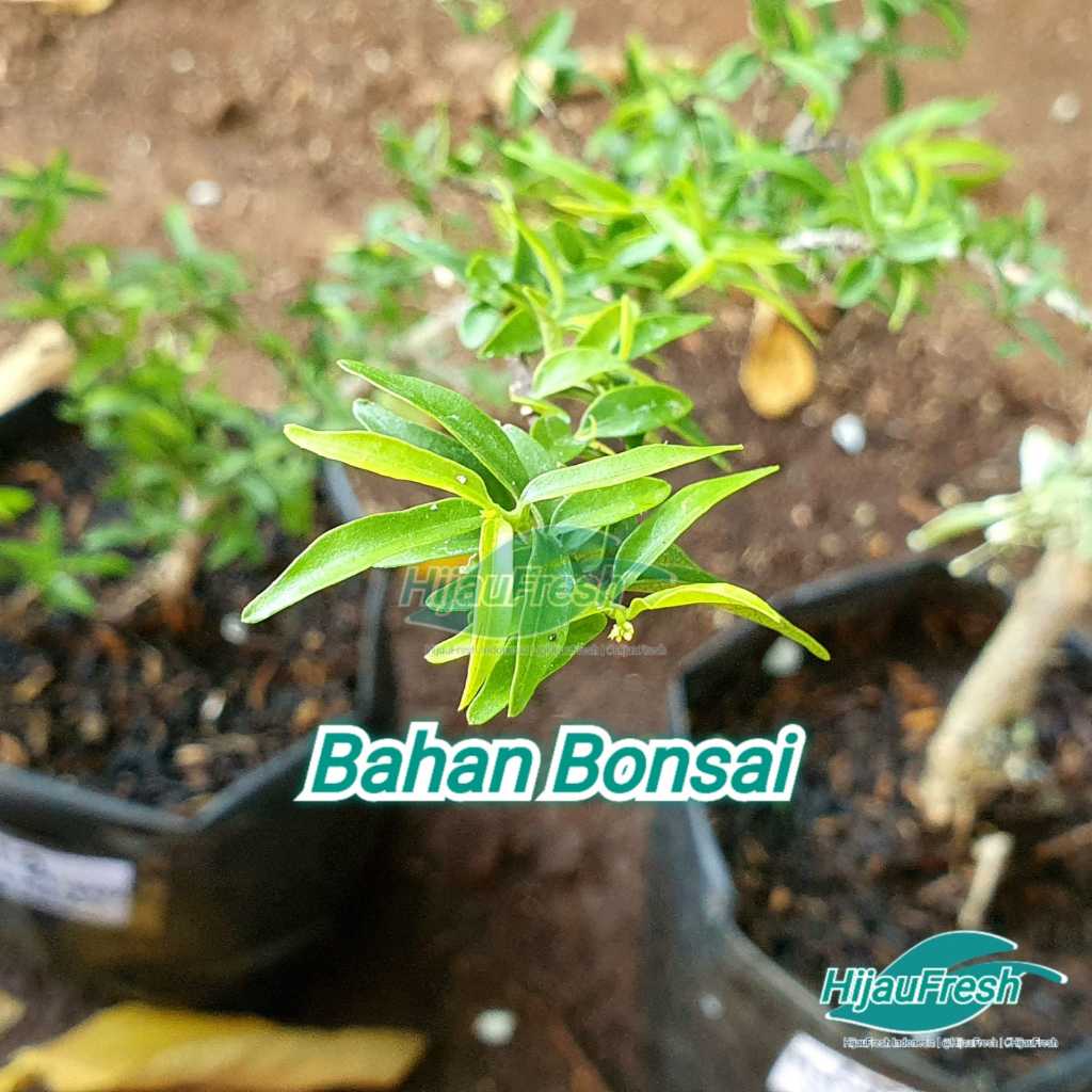Anting Putri Mikro Vietnam Bahan Bonsai | HijauFresh | @HijauFresh | #HijauFresh