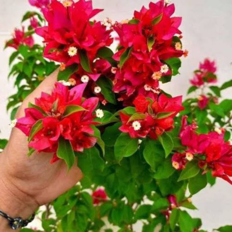 Bougenville ekor musang merah originall