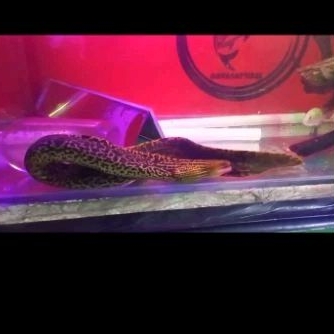 Sidat Slendang/Tiger Moray Eel 75cm Jumbo