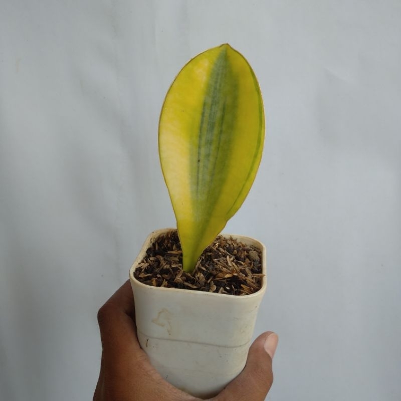 sansevieria masoniana variegata