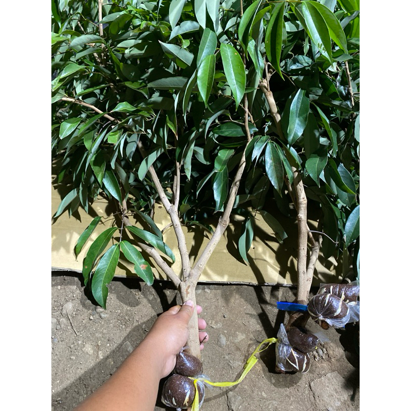 bibit fresh cangkok leci merah batang besar