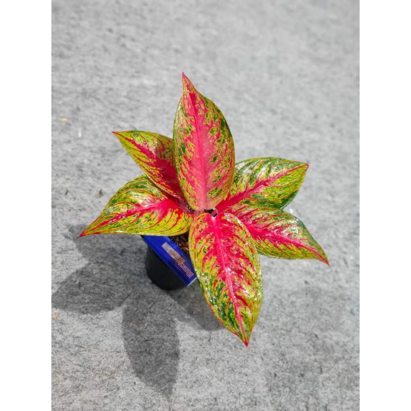 aglonema hot ledy/aglonema hot flaming ledy daun 5-7 ukuran remaja