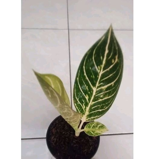 aglonema pos white daun 2-3 (aglonema pride of Sumatra white) ukuran beby