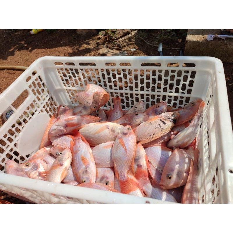 

Ikan Nila Merah Fresh (Jakarta Timur)