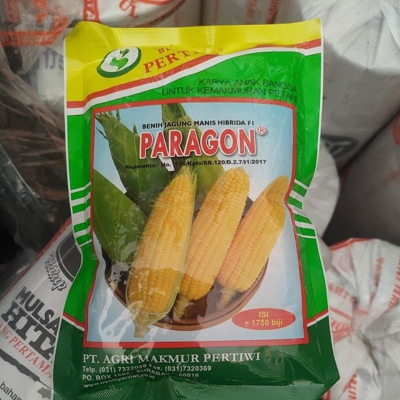 Benih Jagung Manis Paragon