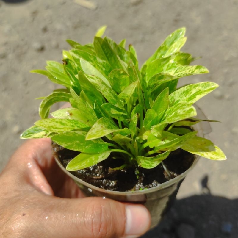 Echinodorus Marble Queen | Melati air varigata