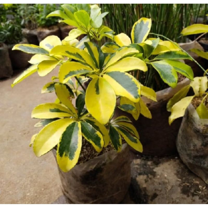 TANAMAN HIAS WALI SONGO VARIEGATA RIMBUN