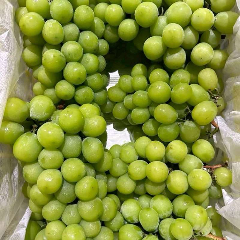 

anggur shine muscat curah