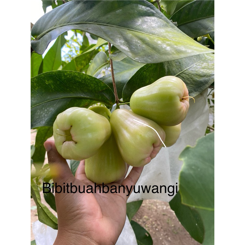 bibit fresh cangkok jambu air madu deli hijau jumbo asli valid