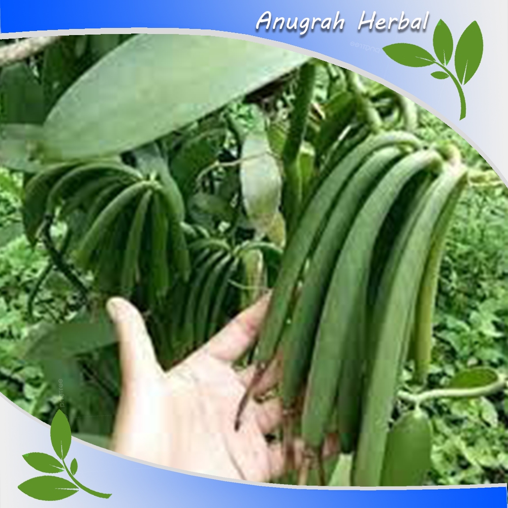 

Buah Vanili Vanila Vaneli Basah