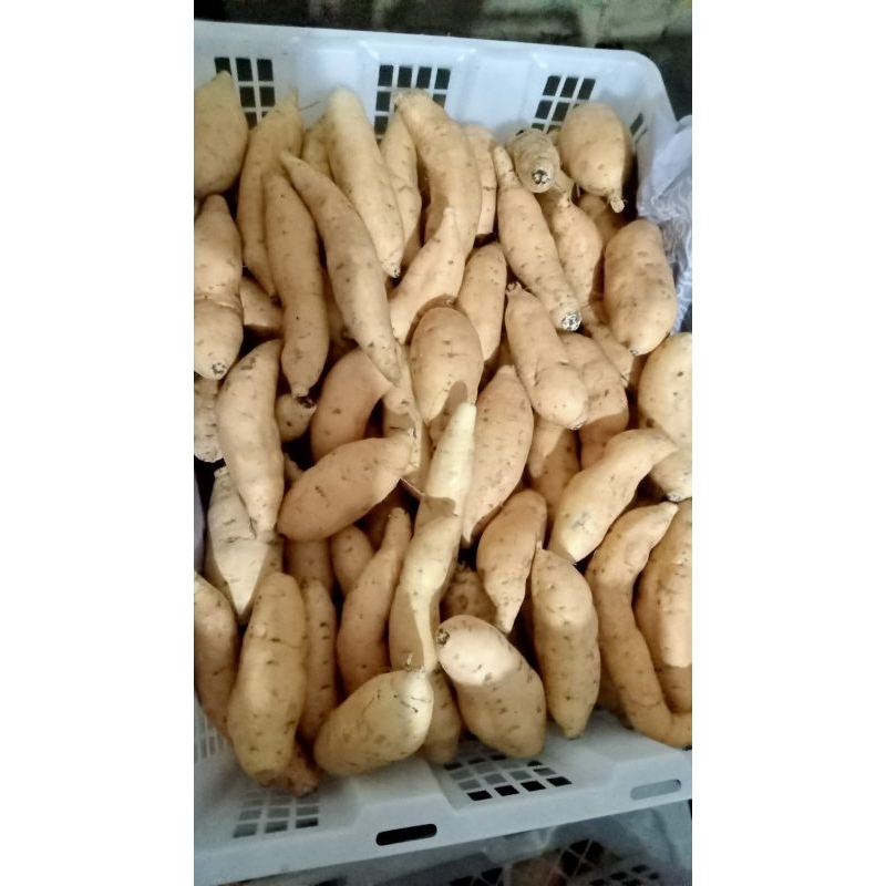 

ubiCilembuMentahKecil.1Kg