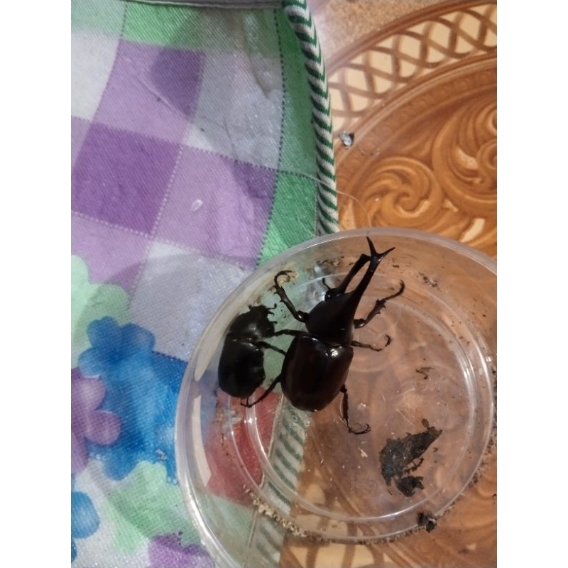 satu pasang kumbang tanduk X. Gidoan hidup