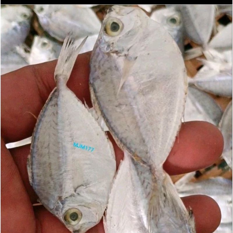 

ikan asin kopek ikan asin petek/dodok