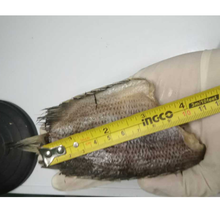 

ikan sepat berukuran besar 0.5 kg