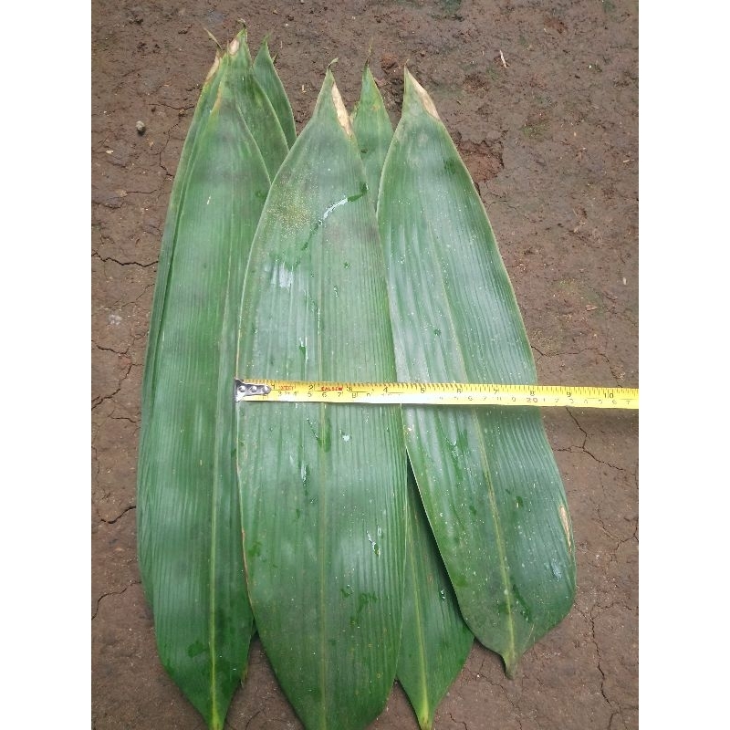 

DAUN BAMBU JUMBO SEGAR BUNGKUS BAKCANG 100 LEMBAR