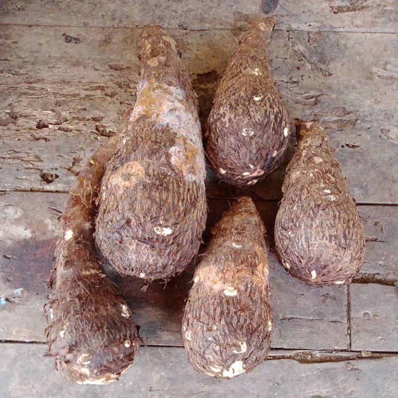 

Umbi Talas ( Keladi ) Fresh 1 kg
