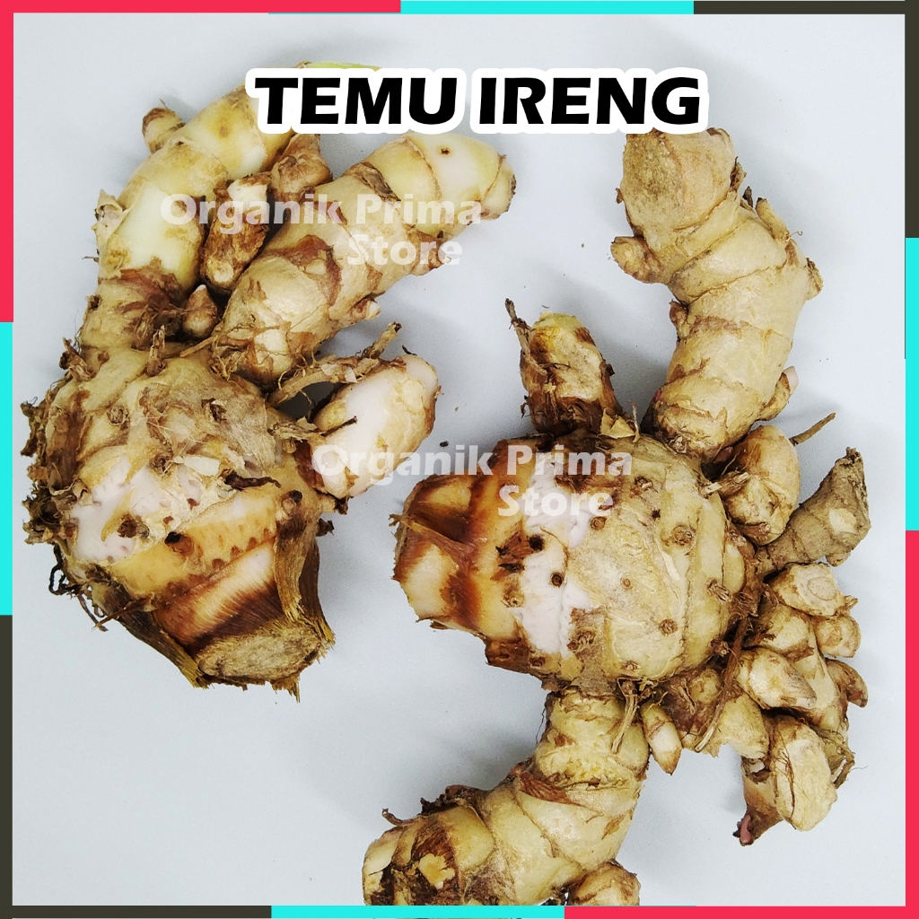 

Temu ireng atau hitam Segar Asli dan Organik