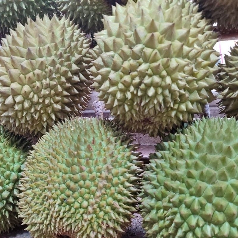 

Durian Kampung