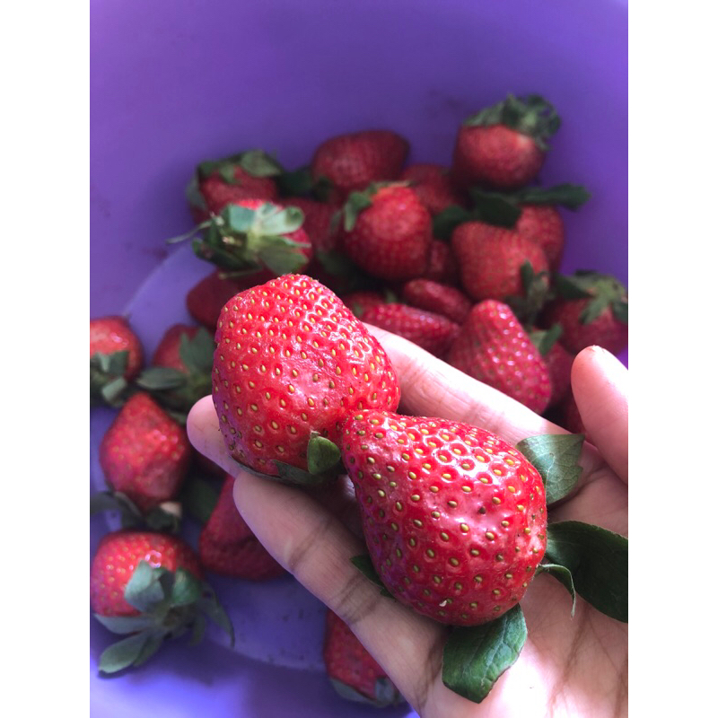 

Strawberry Lecet hanya untuk konsumsi/ frozen/ jus/ selai tidak kirim keluar kota