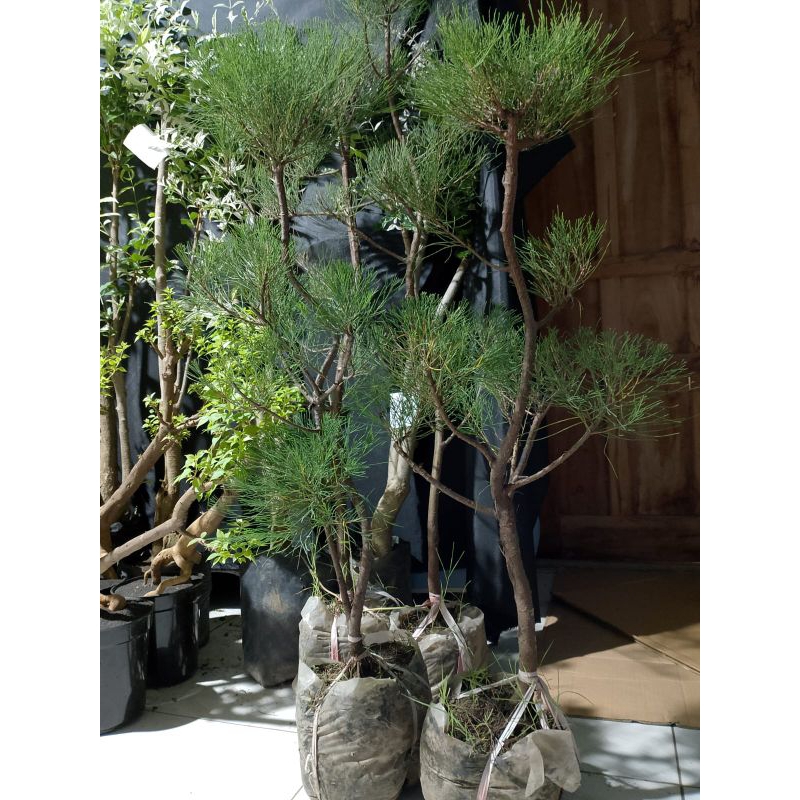 Bonsai Cemara Udang Sudah Berbentuk Tinggi 1Meter